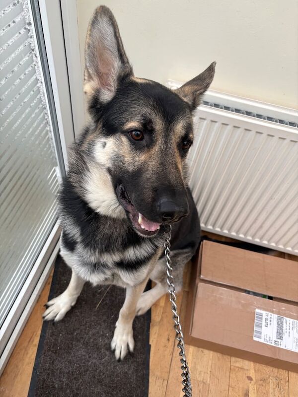 German Shepherd puppies for sale in Newton Mearns, Renfrewshire – 2 years old - Image 2 of 3