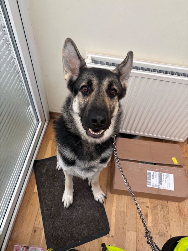 German Shepherd puppies for sale in Newton Mearns, Renfrewshire – 2 years old - Image 3 of 3