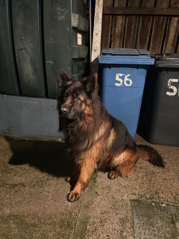 German Shepherd puppies for sale in Magherafelt, County Londonderry – 2 years old - Image 2 of 2