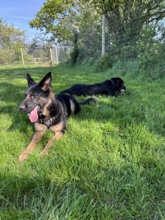 20 month old female German shepherd for sale in Walsall, West Midlands