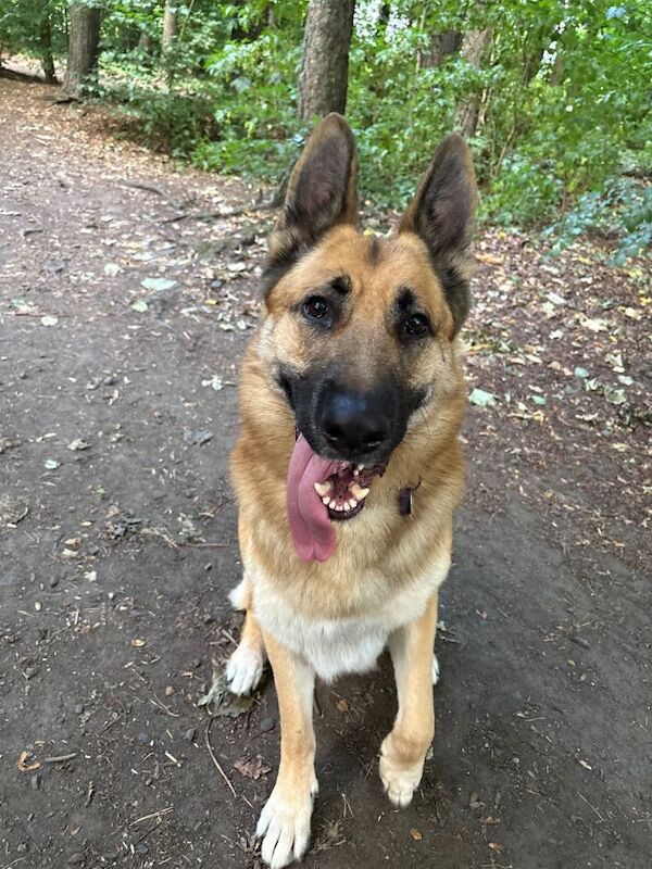 German Shepherd Puppies For Sale Under £1,000
