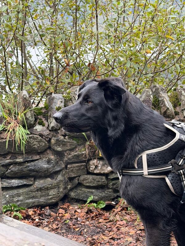 German Shepherd puppies for sale in Crianlarich / A' Chrìon Làraich, Stirling and Falk – 2 years old