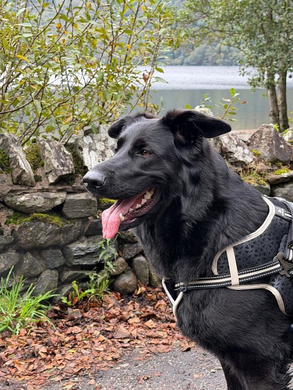 German Shepherd puppies for sale in Crianlarich / A' Chrìon Làraich, Stirling and Falk – 2 years old - Image 3 of 3