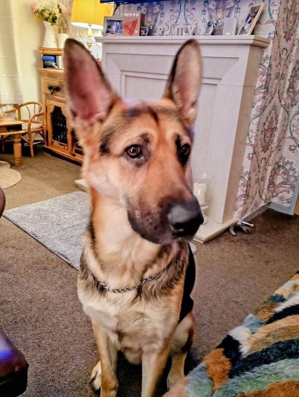 Kennel Club Registered German Shepherd Puppies For Sale