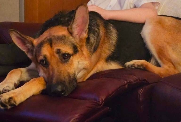 2yr old German Shepherd - Image 2 of 5
