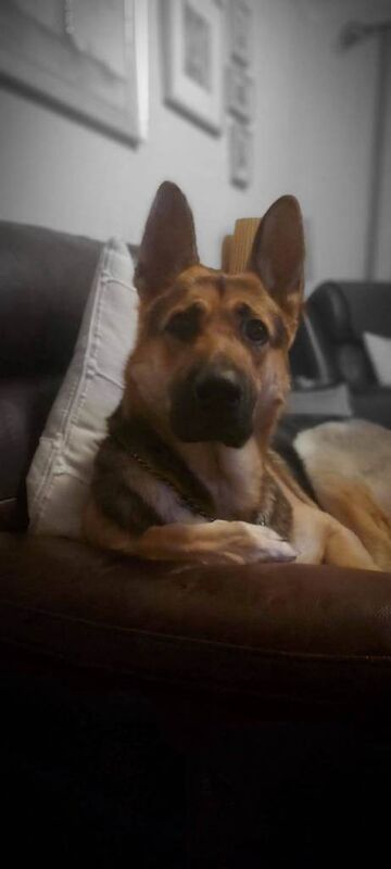 2yr old German Shepherd - Image 4 of 5