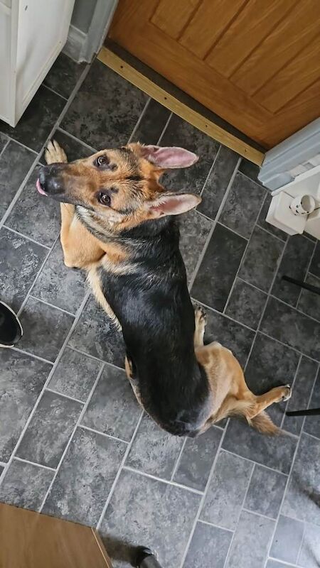 2yr old German Shepherd - Image 5 of 5