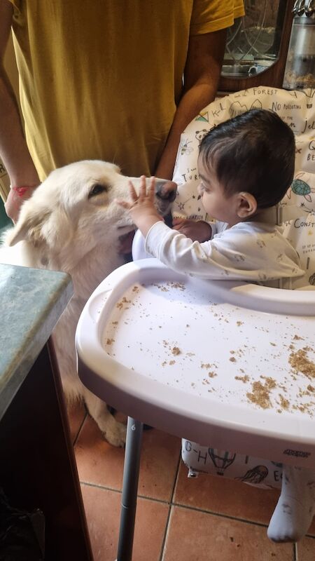 2yr old White Swiss Shepherd for Adoption - Image 2 of 3