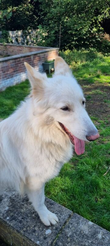 2yr old White Swiss Shepherd for Adoption - Image 3 of 3