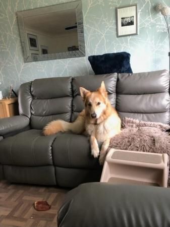 German Shepherd puppies for sale in Cheadle, Greater Manchester – 5 years old - Image 2 of 5