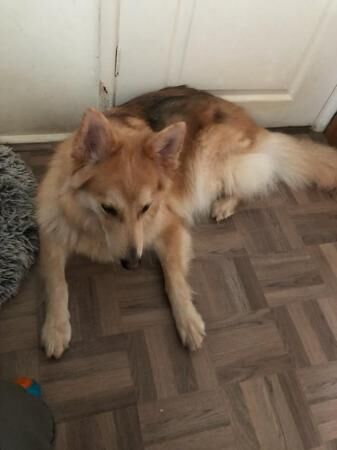 German Shepherd puppies for sale in Cheadle, Greater Manchester – 5 years old - Image 3 of 5