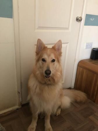German Shepherd puppies for sale in Cheadle, Greater Manchester – 5 years old - Image 4 of 5
