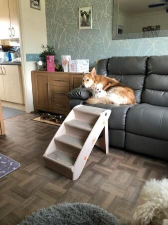 German Shepherd puppies for sale in Cheadle, Greater Manchester – 5 years old - Image 5 of 5