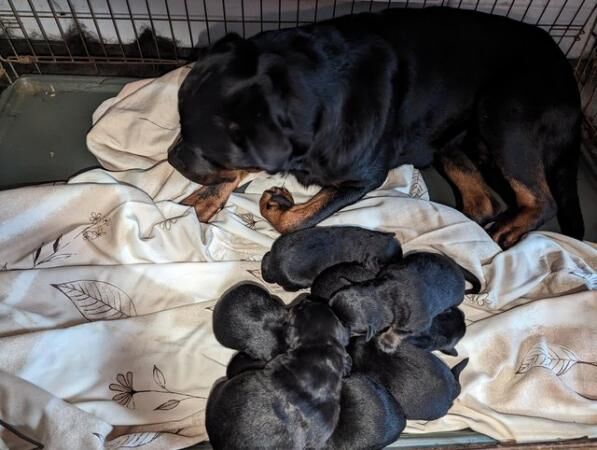 German Shepherd puppies for sale in Telford, Shropshire – 1 year old - Image 1 of 5