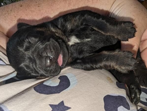 German Shepherd puppies for sale in Telford, Shropshire – 1 year old - Image 2 of 5
