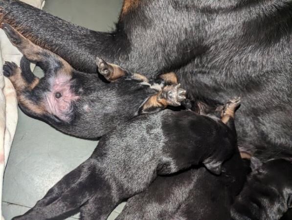 German Shepherd puppies for sale in Telford, Shropshire – 1 year old - Image 3 of 5
