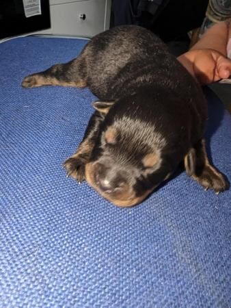 German Shepherd puppies for sale in Telford, Shropshire – 1 year old - Image 4 of 5