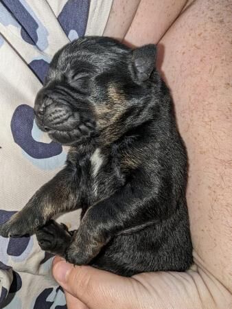 German Shepherd puppies for sale in Telford, Shropshire – 1 year old - Image 5 of 5