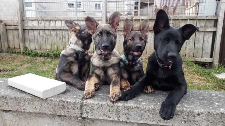 3 Czech line German Shepherd puppys for sale in Londonderry, County Londonderry