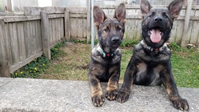 3 Czech line German Shepherd puppys for sale in Londonderry, County Londonderry - Image 2