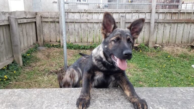 3 Czech line German Shepherd puppys for sale in Londonderry, County Londonderry - Image 3