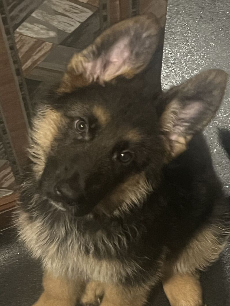 3 girls 1 boy Short Haired GSD for sale in Peterhead, Aberdeenshire