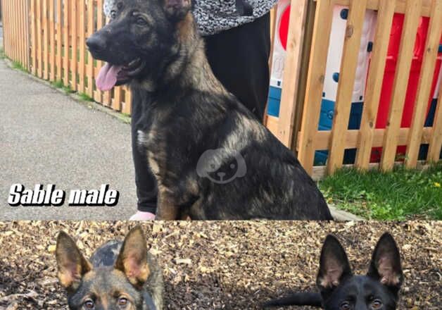 3 kc registered german shepherd pups from health tested parents for sale in Guildford, Surrey