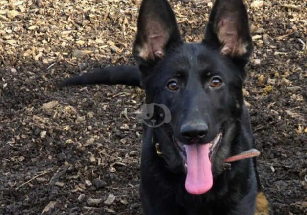 German Shepherds for sale in Guildford, Surrey