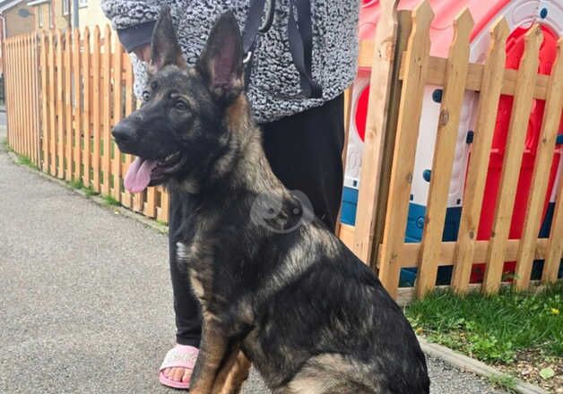 KC Registered German Shepherd Puppies for sale in Surrey