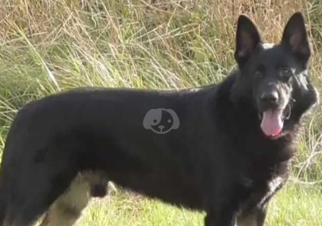 German Shepherd Puppies for sale