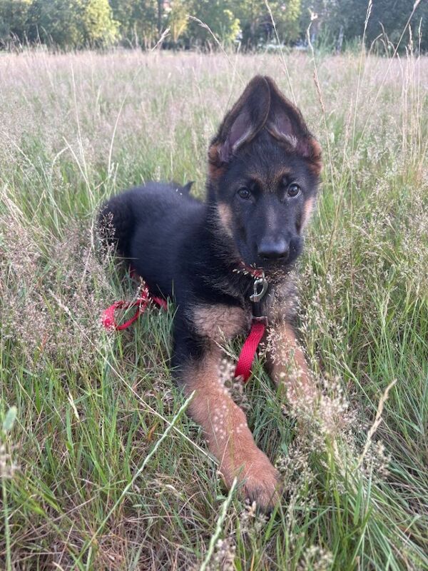 3 months old pure breed German Shepherd