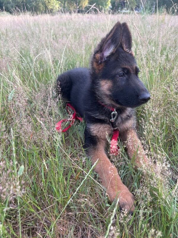 3 months old pure breed German Shepherd - Image 2 of 4