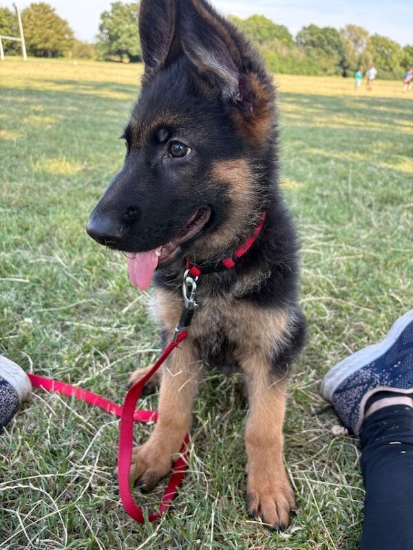 3 months old pure breed German Shepherd - Image 3 of 4