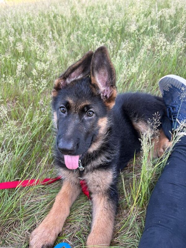 3 months old pure breed German Shepherd - Image 4 of 4