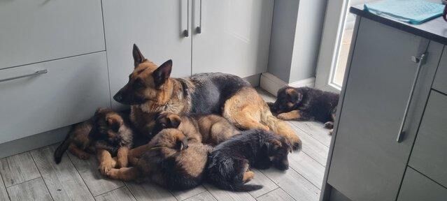3 Stunning German Shepherd Puppies for sale in Aigburth, Merseyside - Image 1