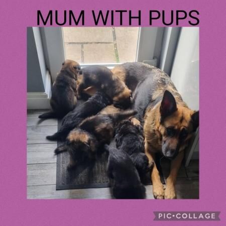 3 Stunning German Shepherd Puppies for sale in Aigburth, Merseyside - Image 2