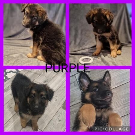 3 Stunning German Shepherd Puppies for sale in Aigburth, Merseyside - Image 3