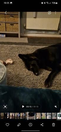 3 year old German shepherd for sale. for sale in Coventry, West Midlands - Image 1