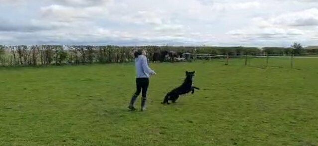 3 year old German shepherd for sale. for sale in Coventry, West Midlands - Image 2