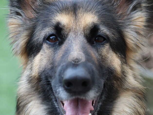German Shepherd puppies for sale in Ebbw Vale / Glyn Ebwy, Gwent – 4 years old - Image 2 of 5