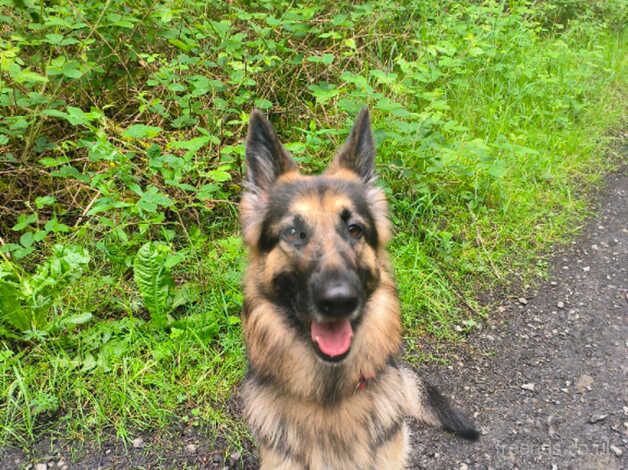 German Shepherd puppies for sale in Ebbw Vale / Glyn Ebwy, Gwent – 4 years old - Image 3 of 5