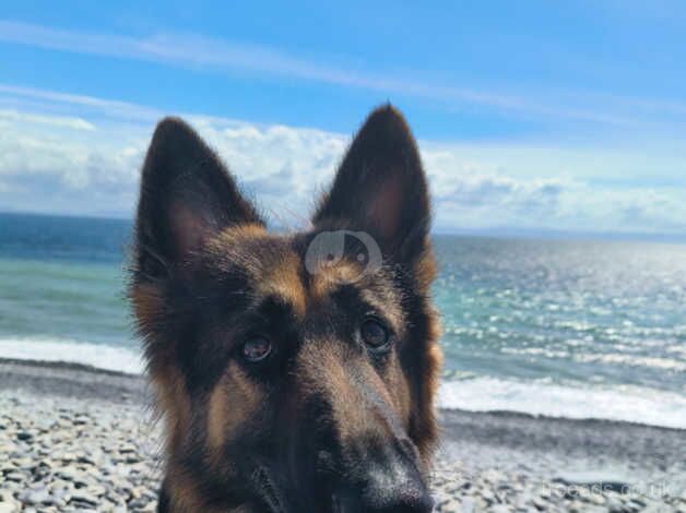 German Shepherd puppies for sale in Ebbw Vale / Glyn Ebwy, Gwent – 4 years old - Image 4 of 5