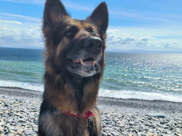 German Shepherd puppies for sale in Ebbw Vale / Glyn Ebwy, Gwent – 4 years old - Image 5 of 5