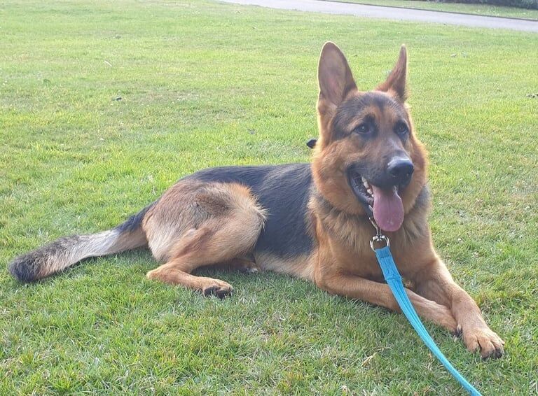 German Shepherd puppies for sale in Rugby, Warwickshire – 1 year old - Image 2 of 3