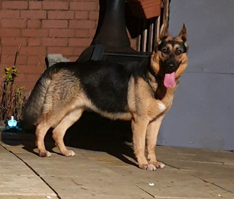 German Shepherd puppies for sale in Rugby, Warwickshire – 1 year old - Image 3 of 3