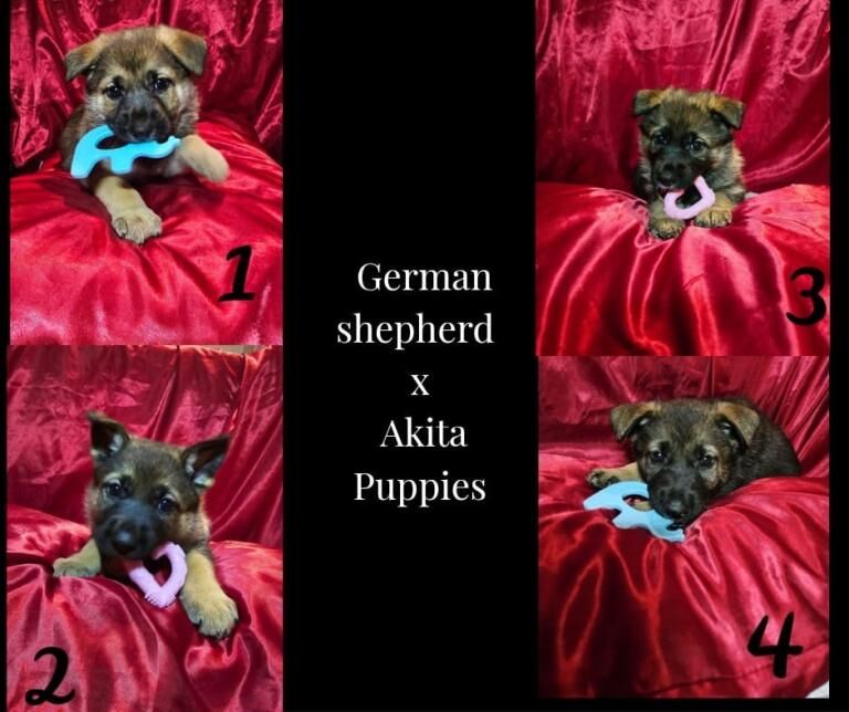 Black German Shepherd Puppies For Sale