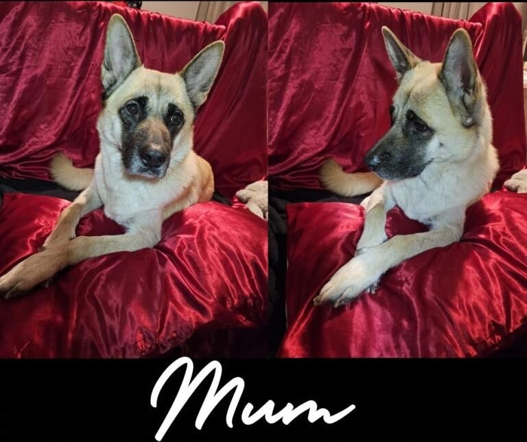 German Shepherd puppies for sale in Castle Donington, Leicestershire – 12 weeks old - Image 2 of 5