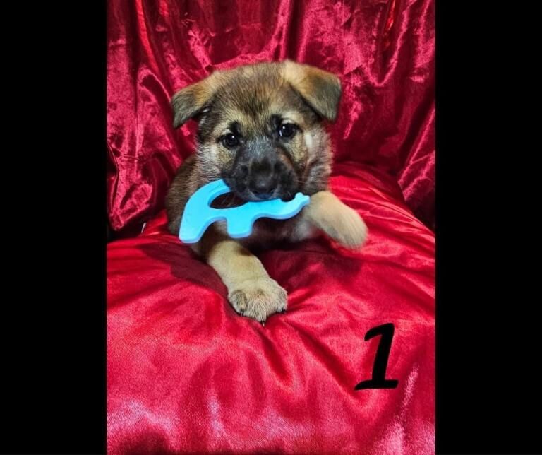 German Shepherd puppies for sale in Castle Donington, Leicestershire – 12 weeks old - Image 3 of 5