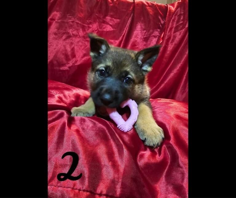 German Shepherd puppies for sale in Castle Donington, Leicestershire – 12 weeks old - Image 4 of 5