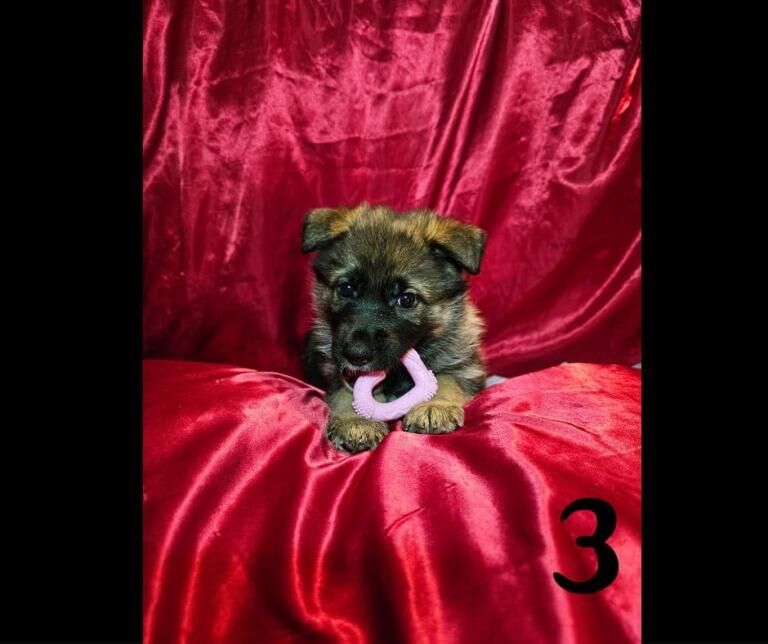 German Shepherd puppies for sale in Castle Donington, Leicestershire – 12 weeks old - Image 5 of 5